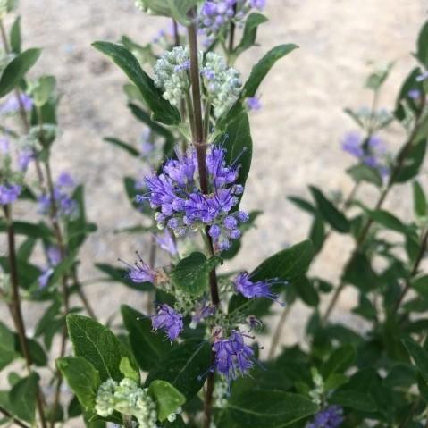 Caryopteris × clandonensis 'Caballero Oscuro' ~ Caballero Oscuro Barba Azul