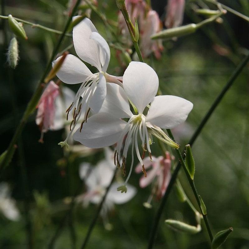 Gaura lindheimeri 'Whirling Butterflies' ~ Whirling Butterflies Gaura