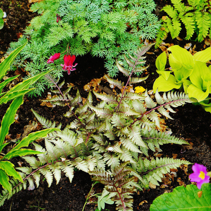 Athyrium niponicum var. pictum 'Ursula's Red' ~ Ursula's Red Japanese Painted Fern