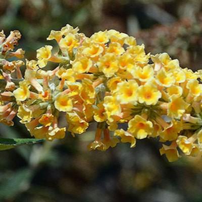 Buddleia x weyeriana 'Honeycomb' ~ Honeycomb Butterfly Bush