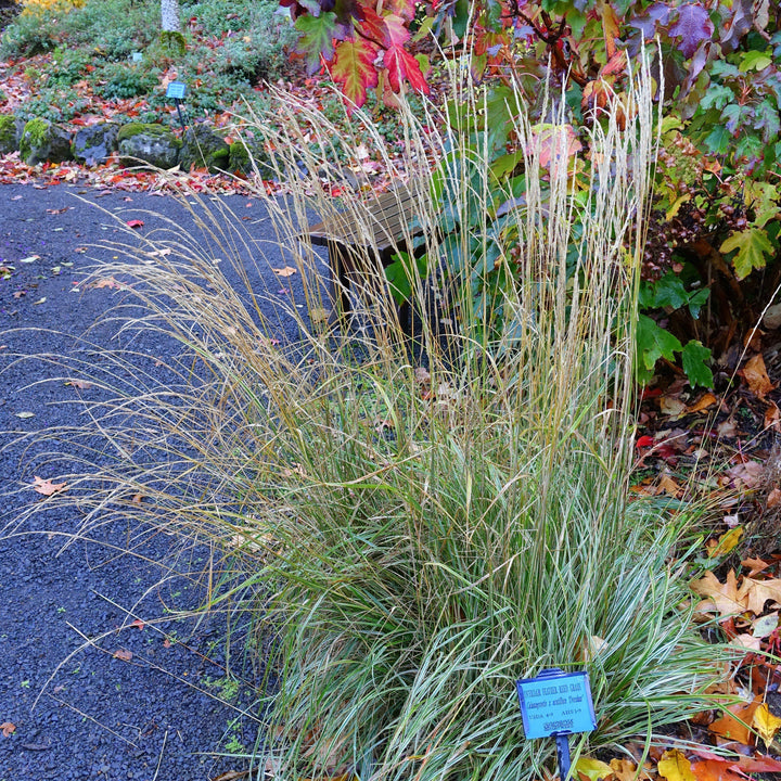 Calamagrostis acutiflora 'Overdam' ~ Overdam Feather Reed Grass