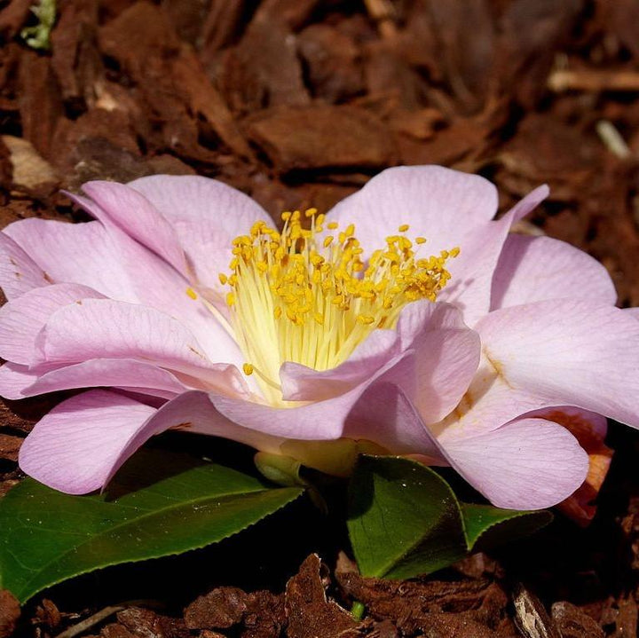 Camellia japonica 'April Blush' ~ Abril Blush Camellia