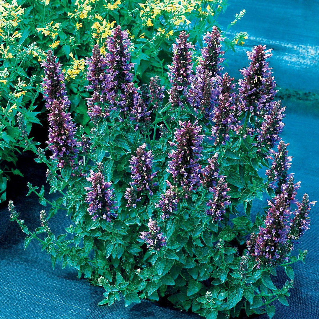 Agastache 'TNAGAPDB’ ~  Poquito™ Dark Blue Hyssop