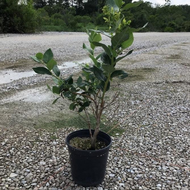 Vaccinium corymbosum 'Duke' ~ Duke Highbush Blueberry