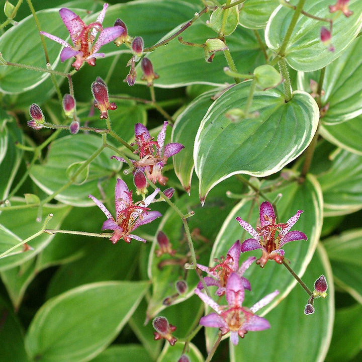 Tricyrtis formosana 'Gilt Edge' ~ Gilt Edge Toad Lily