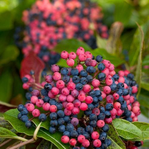 Viburnum nudum 'a granel' ~ Brandywine™ Viburnum