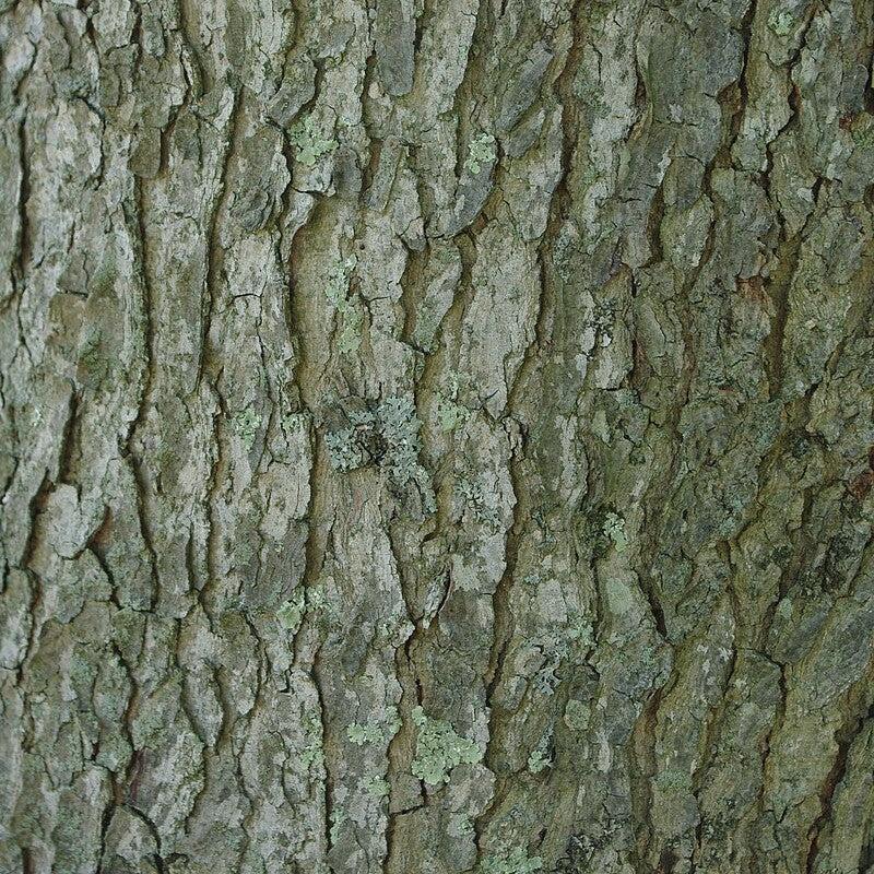 Gymnocladus dioicus ~ Kentucky Coffeetree