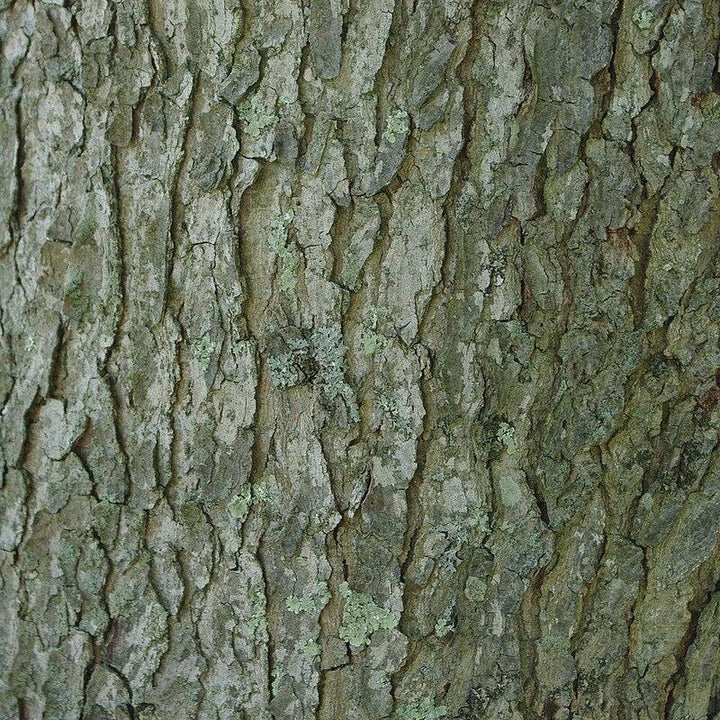 Gymnocladus dioicus ~ Kentucky Coffeetree