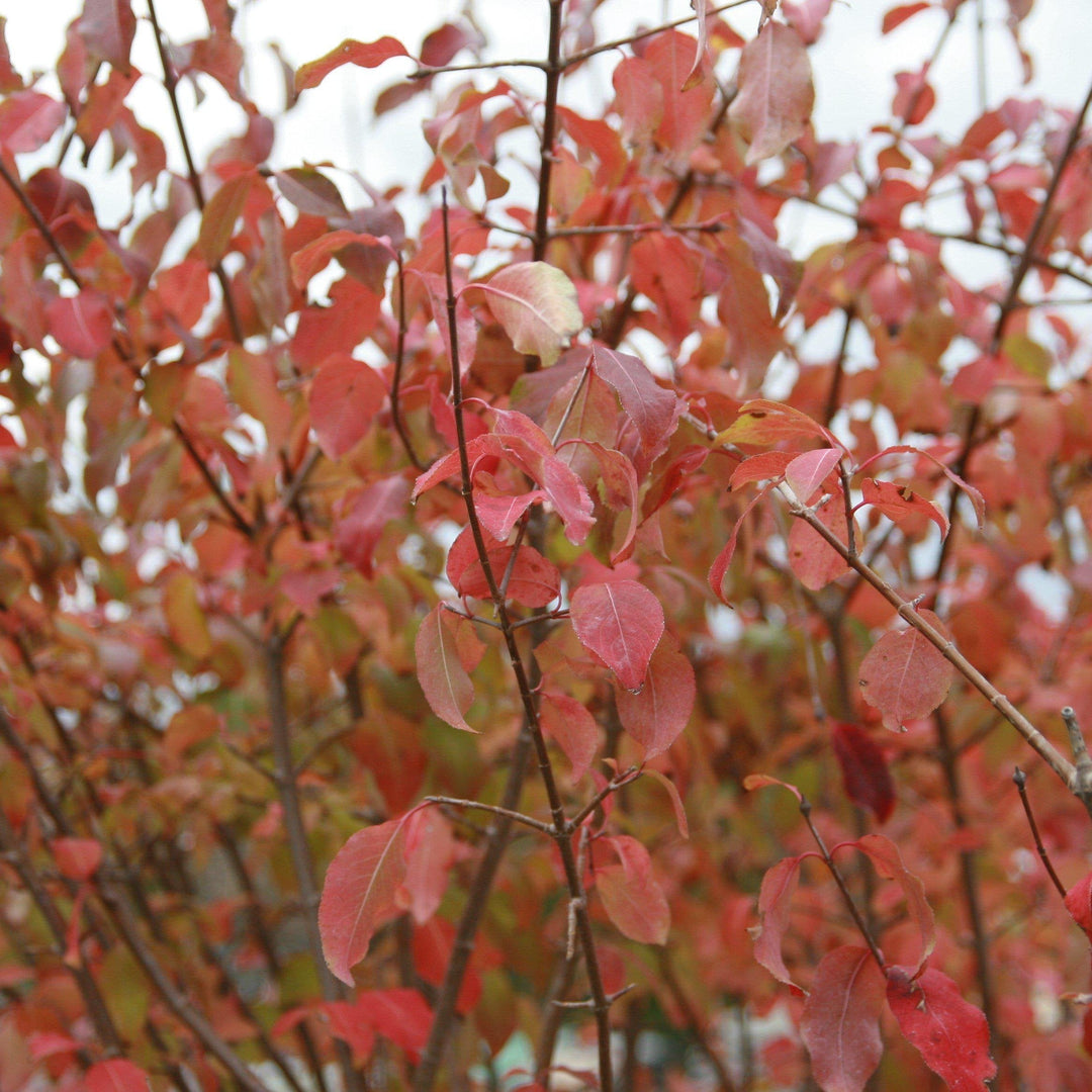 Viburnum prunifolium ~ Viburnum de Blackhaw