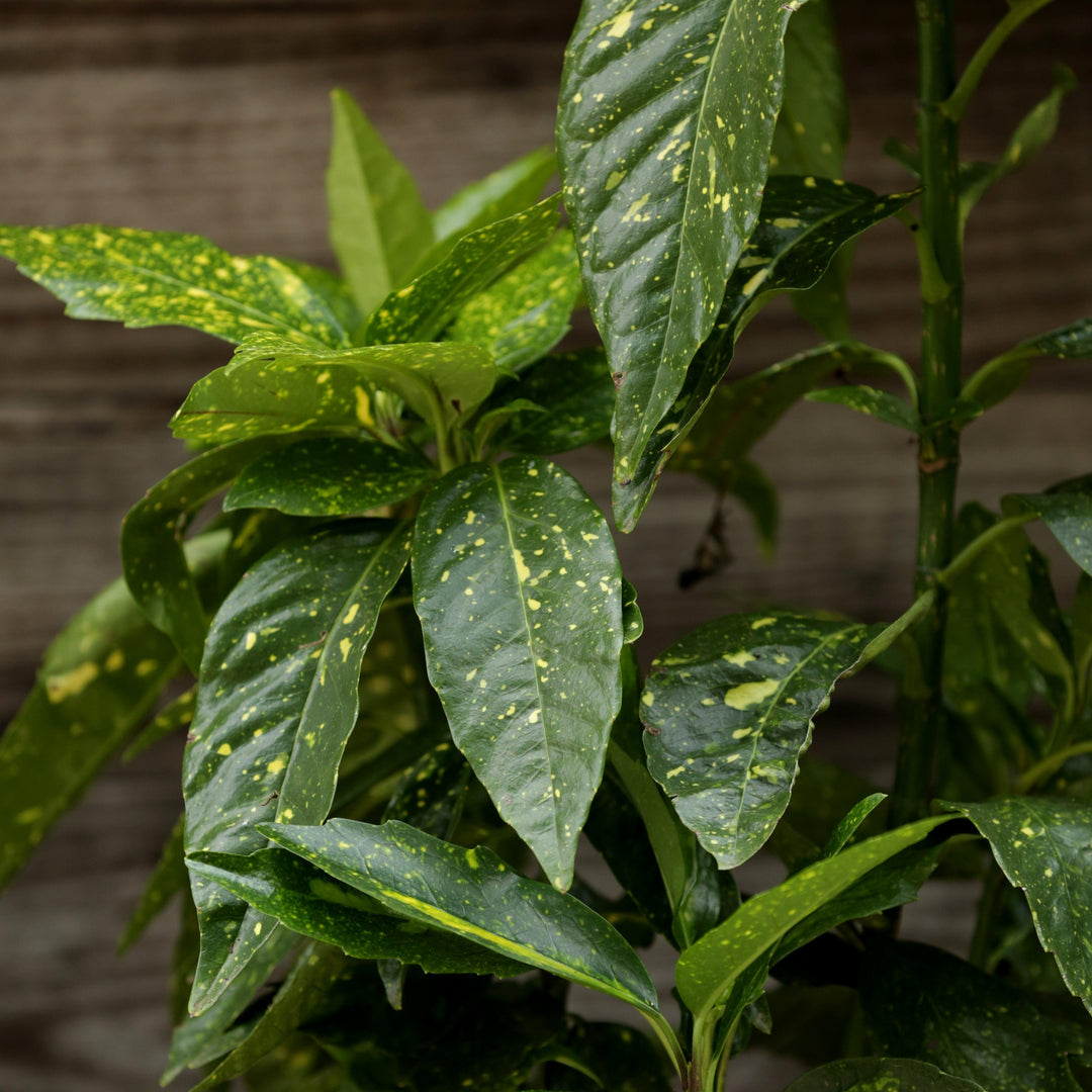 Aucuba japonica 'Mr. Goldstrike' ~ Mr. Goldstrike Aucuba