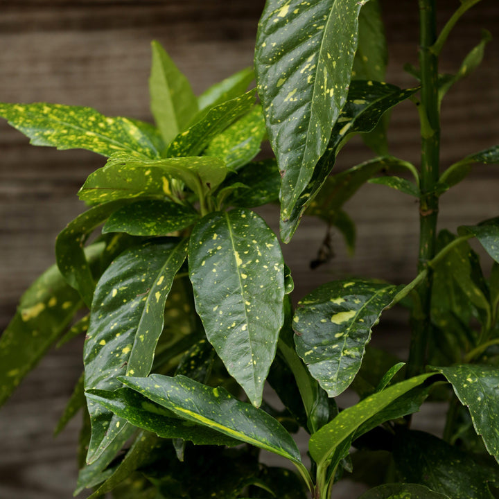 Aucuba japonica 'Mr. Goldstrike' ~ Mr. Goldstrike Aucuba