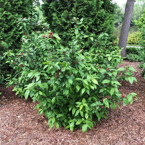 Calycanthus floridus 'SMNCAF' ~ Simply Scentsational® Sweetshrub