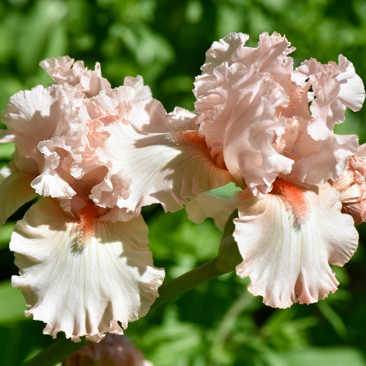 Iris germanica 'Peggy Sue' ~ Peggy Sue Bearded Iris