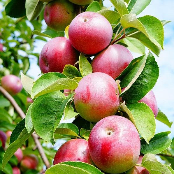 Malus domestica 'McIntosh' ~ McIntosh Apple