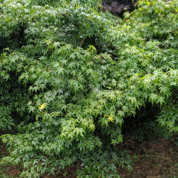 Acer palmatum var. dissectum 'Waterfall' ~ Waterfall Japanese Maple