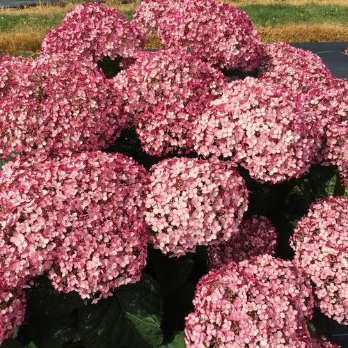 Hydrangea arborescens 'NCHA4' ~ Incrediball® Blush Smooth Hydrangea