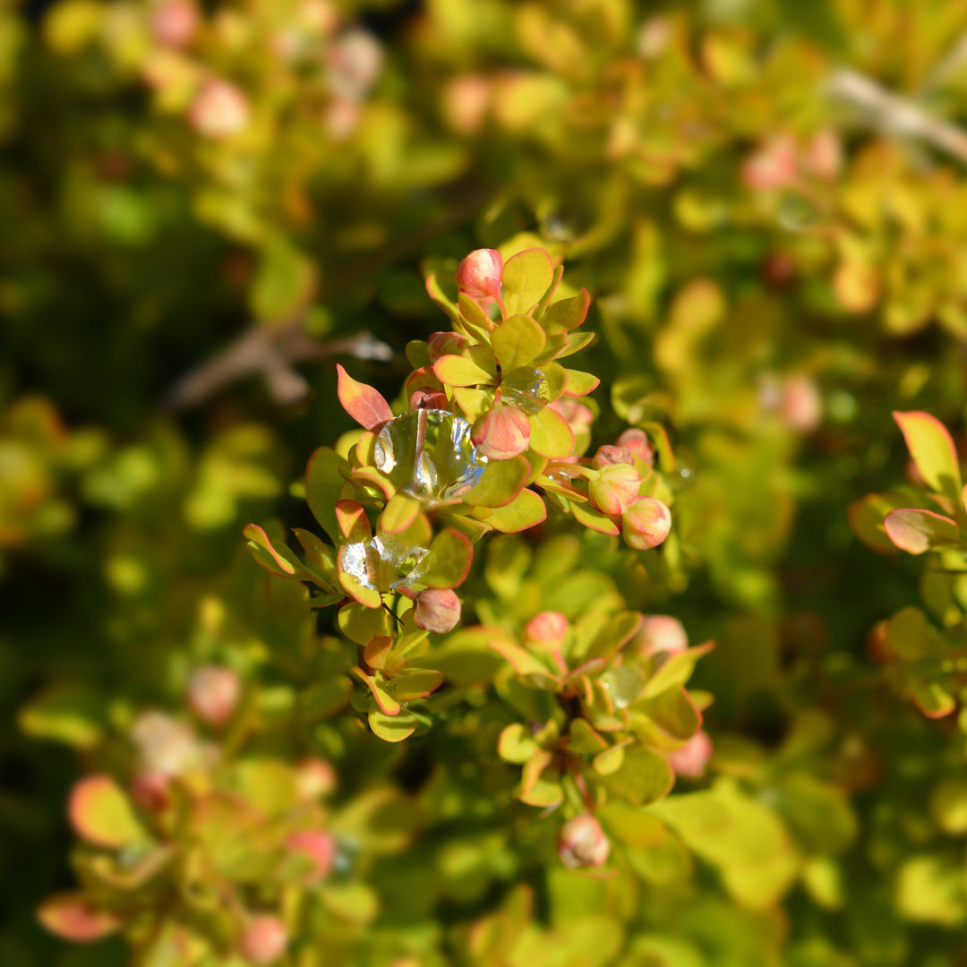 Berberis thunbergii 'Tiny Gold' ~ Tiny Gold Barberry