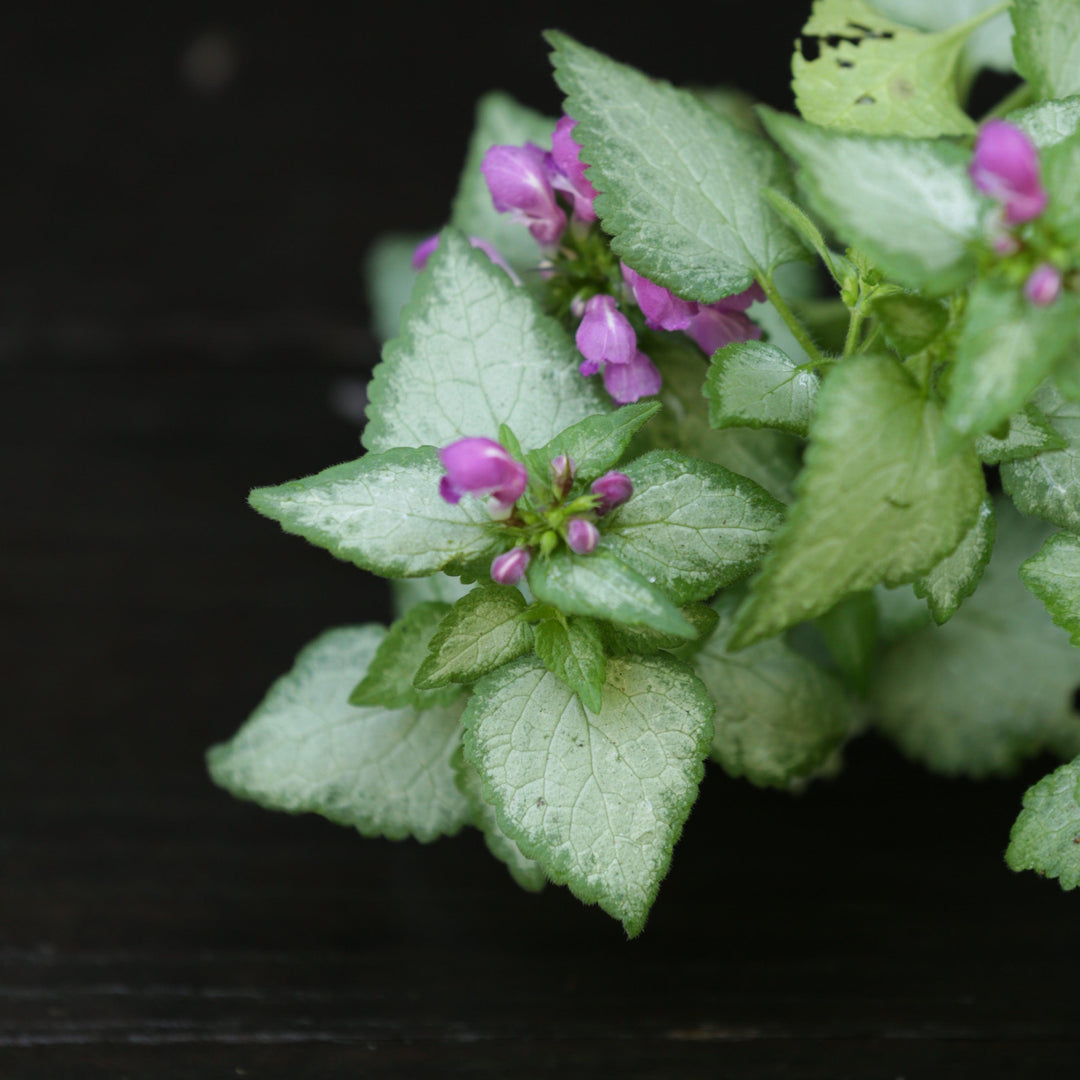 Lamium maculatum 'Beacon Silver' ~ Beacon Silver Deadnettle