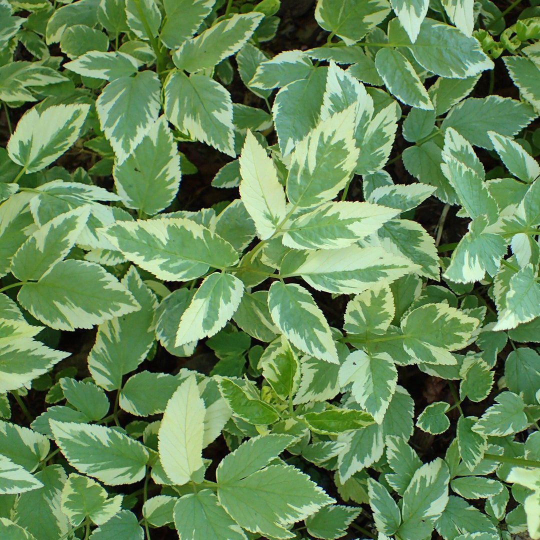 Aegopodium podagraria 'Variegatum' ~ Variegated Bishop's Weed