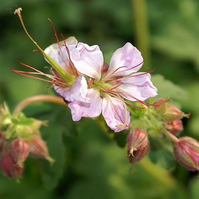 Geranium macrorrhizum 'Ingwersen's Variety' ~ Ingwersen's Variety Bigroot Cranesbill