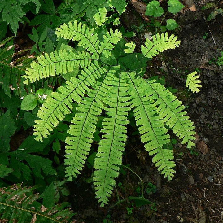 Adiantum pedatum ~ Northern Maidenhair Fern