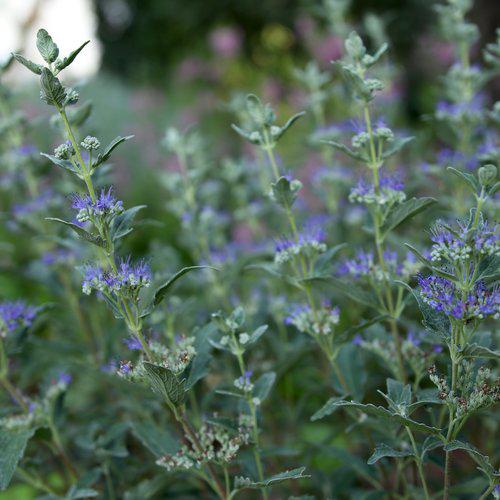 Caryopteris x clandonensis 'CT-9-12' ~ Más allá de la medianoche® Barba Azul