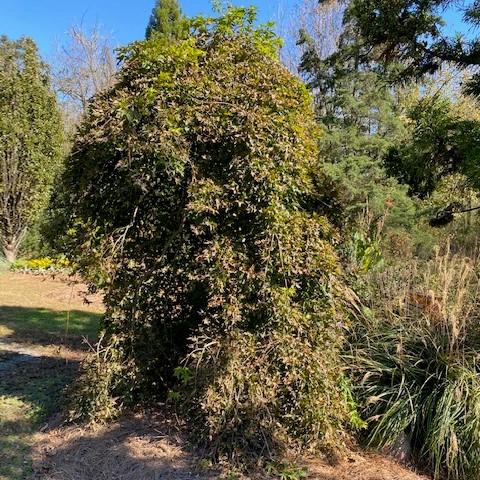 Acer palmatum 'Ryusen' ~ Ryusen Weeping Japanese Maple