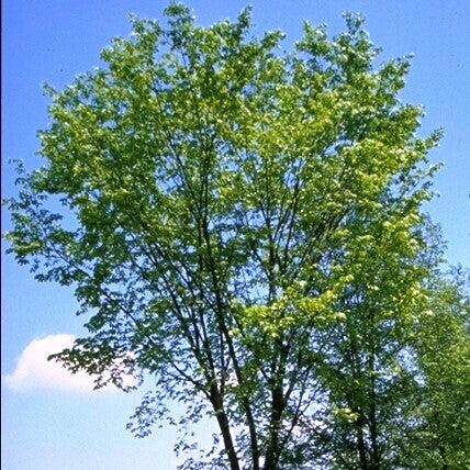 Ulmus americana ‘Valley Forge’ ~ Valley Forge American Elm