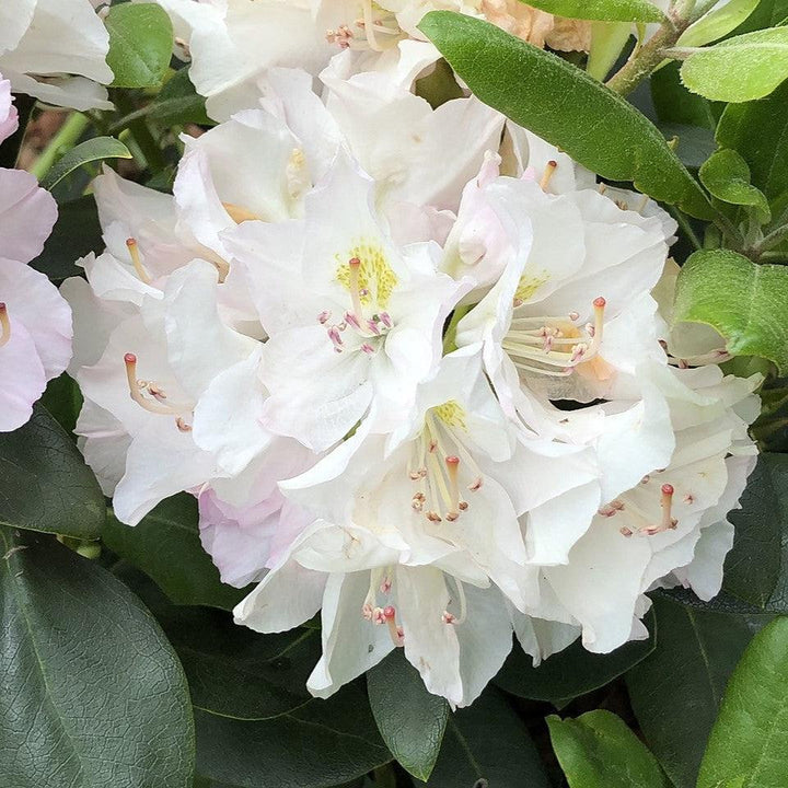 Rhododendron catawbiense 'Álbum' ~ White Catawba Rhododendron