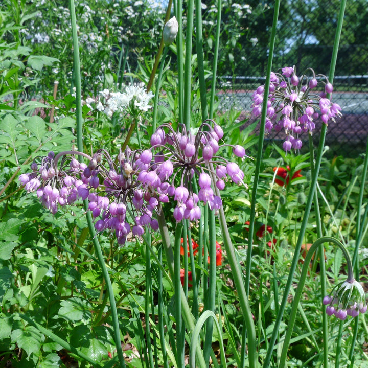 Allium cernuum ~ Nodding Onion