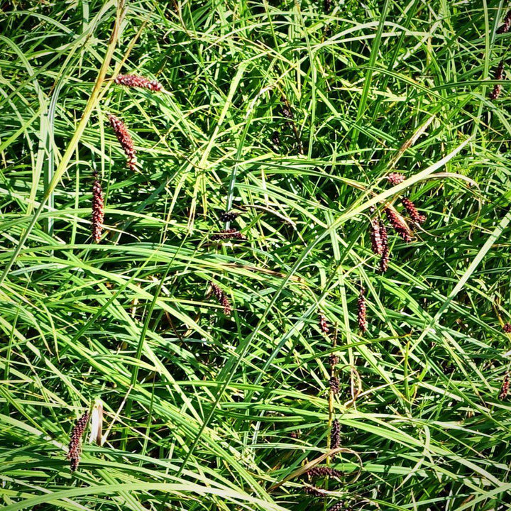 Carex glauca 'Blue Zinger' ~ Blue Zinger Sedge