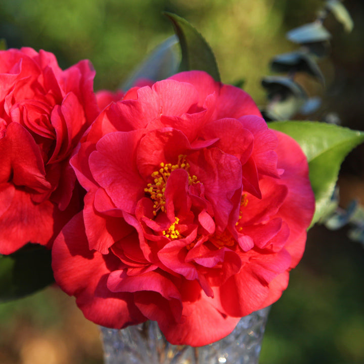 Camelia sasanqua 'Verde 02-003' PP24538 ~ October Magic® Ruby™ Camelia