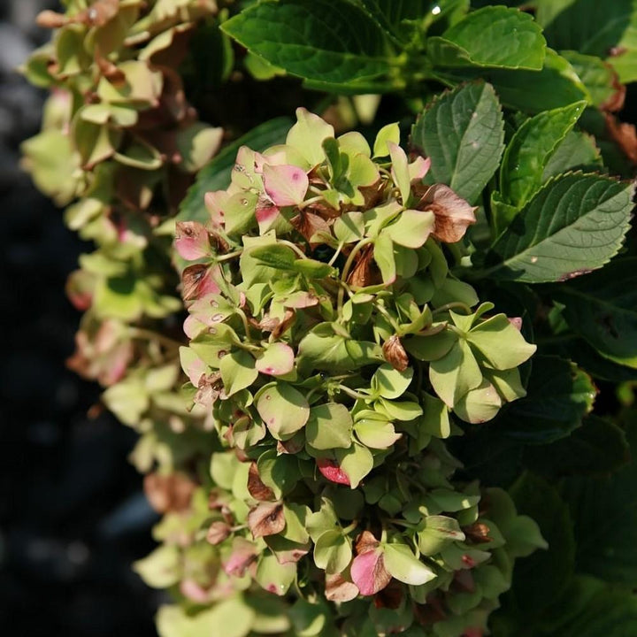 Hydrangea macrophylla 'Brasas resplandecientes' ~ Hortensia de brasas resplandecientes