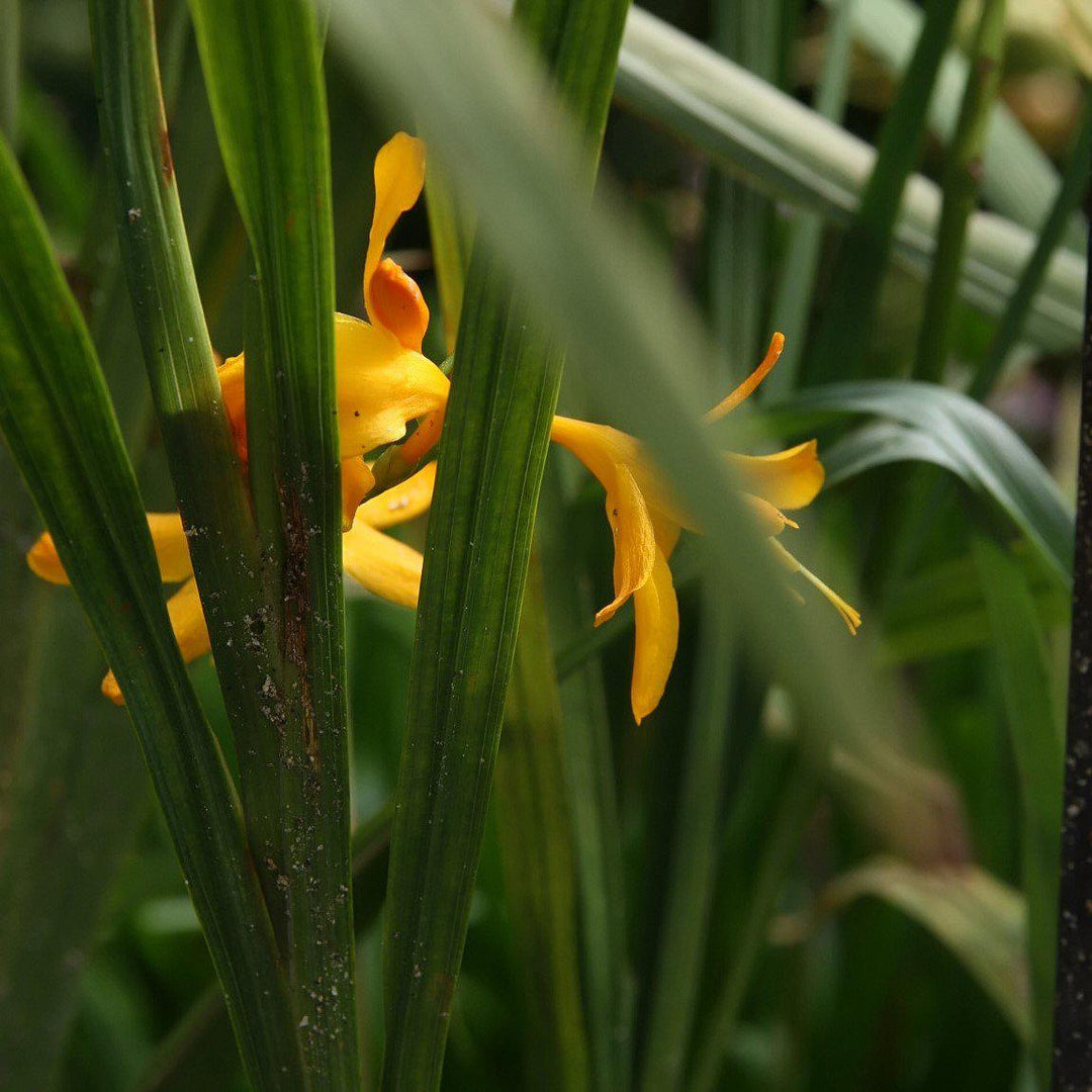 Crocosmia 'Norwich Canary' ~ Norwich Canary Crocosmia