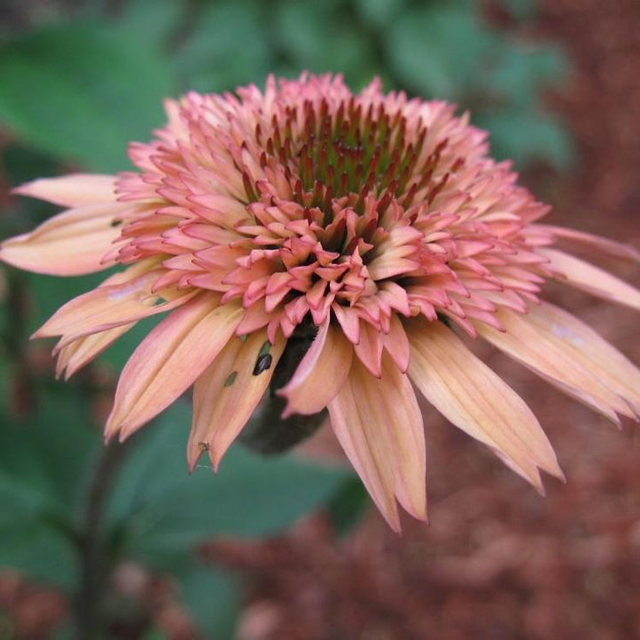 Echinacea 'Raspberry Truffle' ~ Raspberry Truffle Echinacea, Coneflower