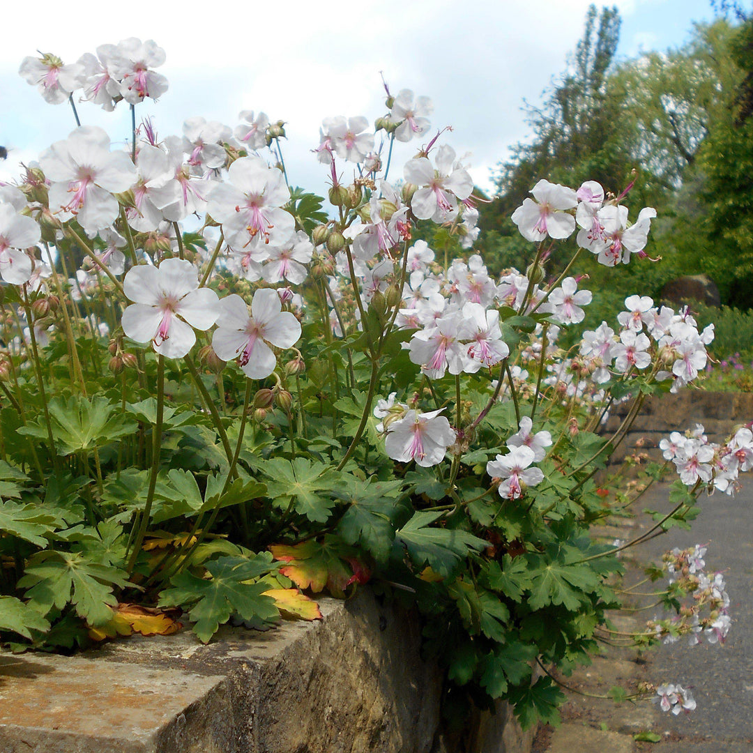 Geranium x cantabrigiense 'Biokovo' ~ Biokovo Cranesbill