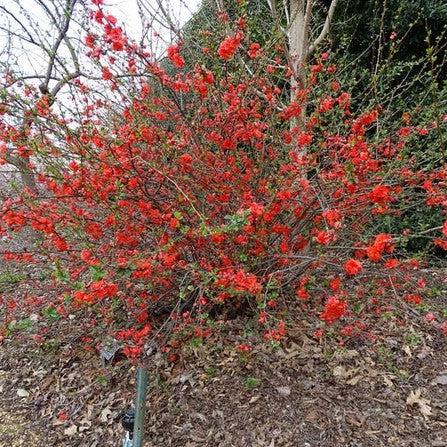Chaenomeles speciosa 'Orange Storm' USPP 20,950 ~ PW® Double Take™ Orange Flowering Quince