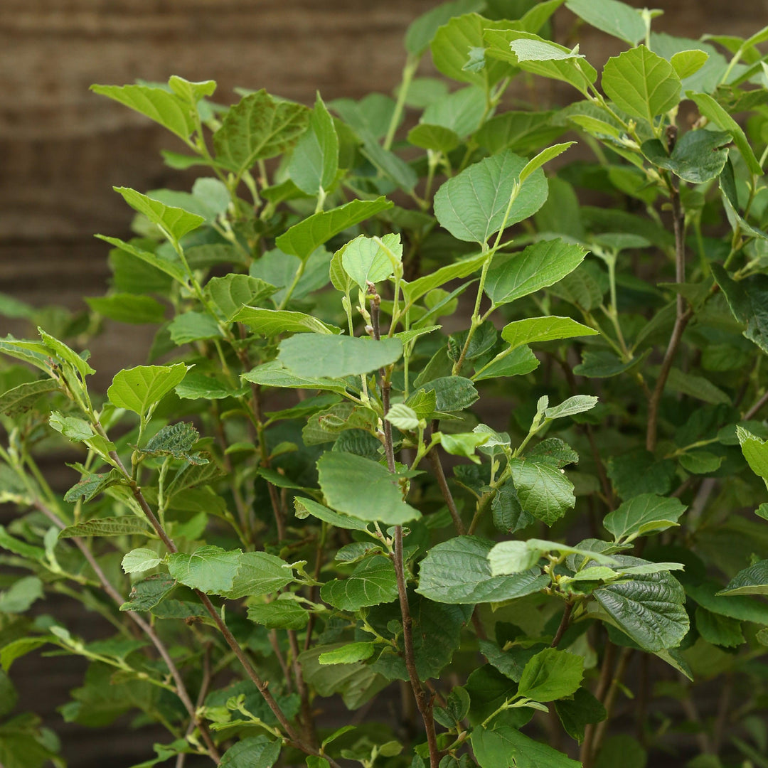 Fothergilla major 'Mount Airy' ~ Mount Airy Fothergilla