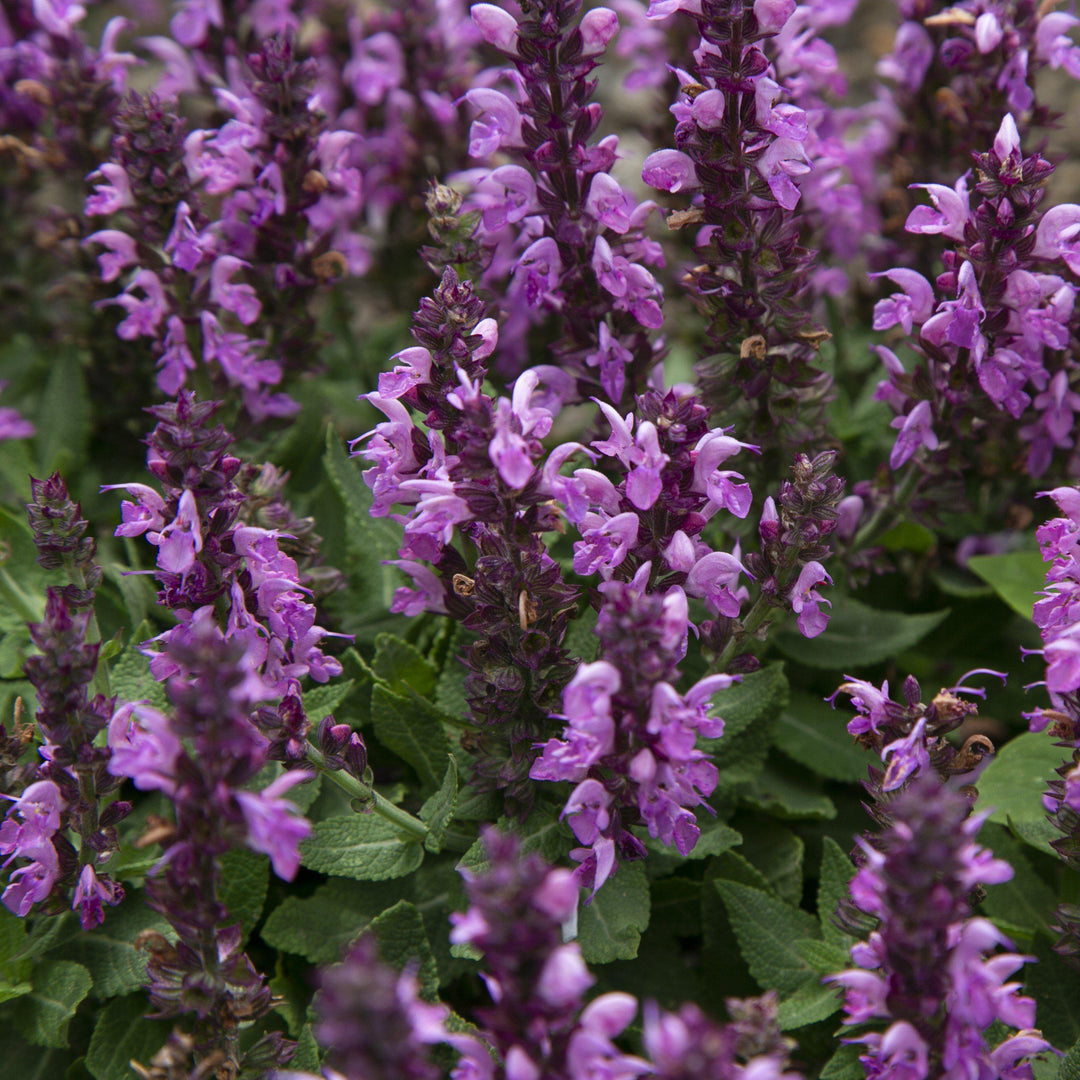 Salvia nemorosa 'Rose Marvel' ~ Rose Marvel Meadow Sage