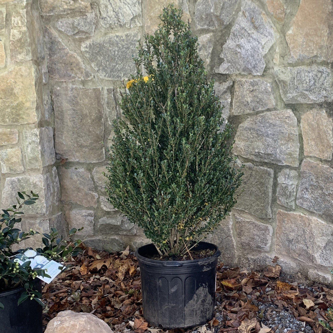 Ilex crenata 'Steeds' ~ Corceles verticales de acebo japonés