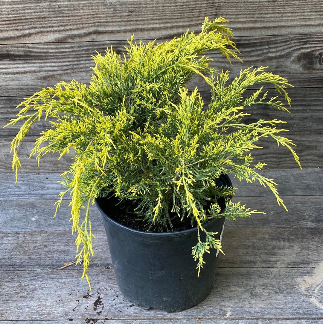 Juniperus chinensis 'Gold Lace' ~ Gold Lace Juniper