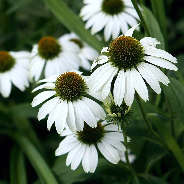 Echinacea purpurea 'White Swan' ~ White Swan Echinacea, Coneflower