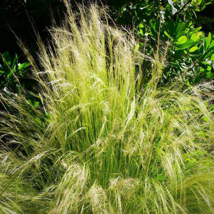 Nassella tenuissima ~ Mexican Feather Grass