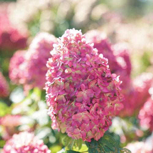 Hortensia paniculata 'SMNHPPH' ~ Hortensia Proven Winners® Limelight Prime®