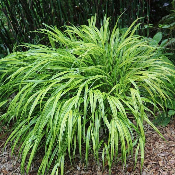 Hakonechloa macra 'Beni Kaze' ~ Beni Kaze Japanese Forest Grass