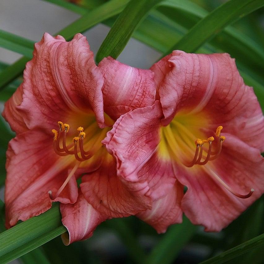 Hemerocallis 'Rosy Returns' ~ Rosy Returns Daylily