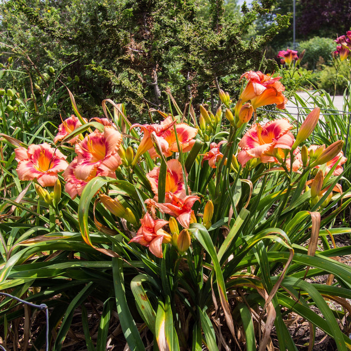 Hemerocallis 'Strawberry Candy' ~ Strawberry Candy Daylily