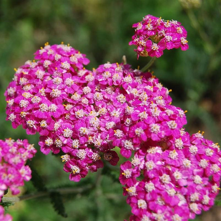 Achillea millefolium 'Oertel's Rose' ~ Oertel's Rose Yarrow