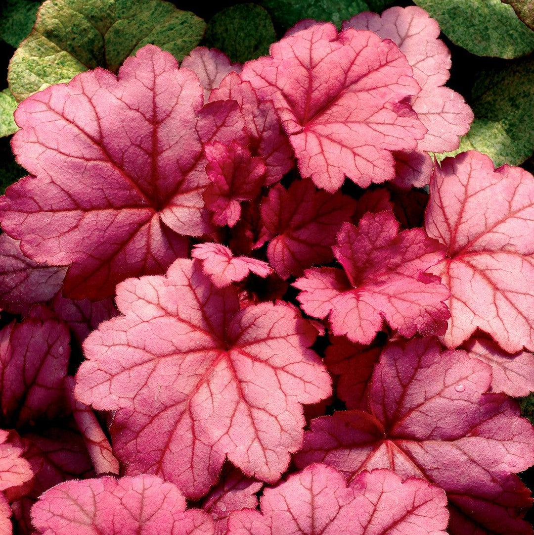 Heuchera ‘Georgia Plum’ ~ Georgia Plum Coral Bells