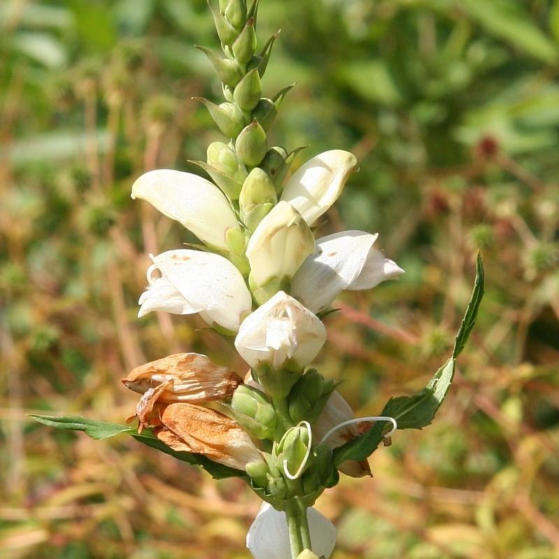 Chelone glabra ~ White Turtlehead